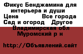 Фикус Бенджамина для интерьера и души › Цена ­ 2 900 - Все города Сад и огород » Другое   . Владимирская обл.,Муромский р-н